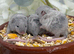 Super Friendly Fancy Mice