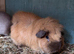 Retired sows