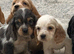 Cocker spaniel puppies