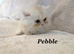 *Last One* Beautiful Pure Persian Kittens