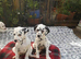 New litter of Dalmatian pups