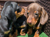 Quality KC / PRA clear Miniature Dachshunds from licensed breeders.