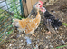 Bantam x serama chicks and pekin fleur