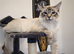 Beautiful Ragdoll kittens for sale