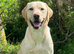 Stunning working Labrador puppies