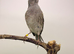 2025 lizard canary hen
