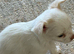 Long Haired 3/4 Russian Chihuahua's