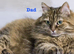 Hypoallergenic Pedigree Siberian kittens