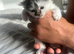 Ragdoll cross kittens for sale (full ragdoll mum) &pound;275