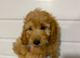 F1b cockapoo