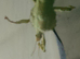 Adult Macleay's stick insect