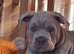 English bulldog x english bulldog pocket bully
