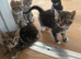 Gorgeous tabby kittens ready for reservation!