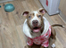 Alapaha cross staff cros suspected American bulldog