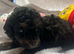 Tiny Maltipoo Looking for Their Forever Homes