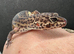 Stunning black night leopard gecko