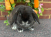 Mini lop adults for sale
