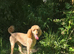 Standard poodle for Stud