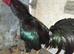Brazilian game cock