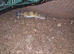 Young leopard gecko