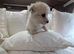 Beautiful pomchi boy puppy