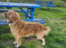 Golden retriever Charlie