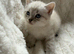 1 female 1 male left looking for there forever homes
