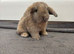 4 beautiful baby mini lops