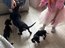 Miniature dachshunds
