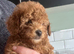 Toy poodle female (READY NOW)