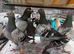 Racing pigeons for sale in Cumbernauld-Glasgow