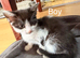 Adorable litter 5 boy kittens