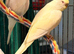 young  budgies available  Wa7  area