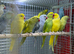 Ringneck