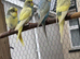 Young budgies