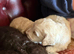F1b cockapoo puppies
