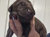 BEAUTIFUL PUPPIES FROM FULLY HEALTH-TESTED PARENTS