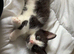 Male and female mainecoon cross