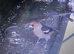 Hawfinches=2 Pair For Sale