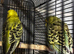 4 Green budgies looking for new home