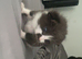 Beautiful boy kitten