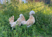 Chamois polish bantams