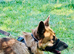 Female German shepherd in Luton