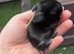 Mini lop rabbits