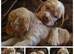 RKC SHOW COCKER SPANIEL PUPPIES EXTENSIVELY HEALTH TESTED