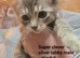 Premium Half‑Ragdoll Kittens — Ready for Loving Homes