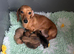 Beautiful miniature dachshund puppies READY NOW