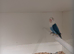Violet blue opaline Fischer's lovebirds