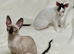 Beautiful Pure Cornish Rex Kittens &ndash; Ready for Loving Homes