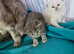 Beautiful British short haired cross kittens for sale